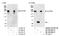 SPT6 Homolog, Histone Chaperone And Transcription Elongation Factor antibody, NB100-2584, Novus Biologicals, Western Blot image 