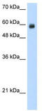 REST Corepressor 1 antibody, TA343771, Origene, Western Blot image 