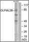 Olfactomedin Like 2B antibody, orb178771, Biorbyt, Western Blot image 