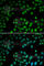 Protein Inhibitor Of Activated STAT 1 antibody, A5729, ABclonal Technology, Immunofluorescence image 
