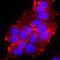 Erb-B2 Receptor Tyrosine Kinase 4 antibody, AF1131, R&D Systems, Immunofluorescence image 