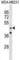 GRAM Domain Containing 2B antibody, abx030516, Abbexa, Western Blot image 