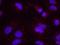 Exportin 1 antibody, NB100-79802, Novus Biologicals, Proximity Ligation Assay image 