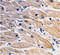 MYD88 Innate Immune Signal Transduction Adaptor antibody, 2125, QED Bioscience, Immunohistochemistry frozen image 