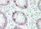 Serine/Threonine/Tyrosine Kinase 1 antibody, GTX00635, GeneTex, Immunohistochemistry paraffin image 