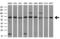 Transketolase antibody, GTX83510, GeneTex, Western Blot image 