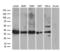 Phosducin-like protein 3 antibody, LS-C792179, Lifespan Biosciences, Western Blot image 