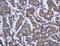 ArfGAP With FG Repeats 1 antibody, LS-C404467, Lifespan Biosciences, Immunohistochemistry frozen image 