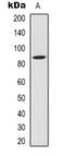 STAT3 antibody, orb339081, Biorbyt, Western Blot image 