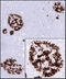 Insulin antibody, GTX34797, GeneTex, Immunohistochemistry paraffin image 