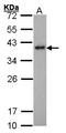 Transcription factor PU.1 antibody, LS-B4206, Lifespan Biosciences, Western Blot image 