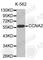 Cyclin A2 antibody, A0034, ABclonal Technology, Western Blot image 