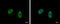 COP9 Signalosome Subunit 2 antibody, GTX116463, GeneTex, Immunocytochemistry image 