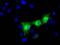 HID1 Domain Containing antibody, MA5-25149, Invitrogen Antibodies, Immunocytochemistry image 