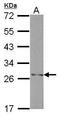 H1 Histone Family Member N, Testis Specific antibody, PA5-34857, Invitrogen Antibodies, Western Blot image 