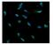 Ubiquitin Specific Peptidase 15 antibody, A03057-1, Boster Biological Technology, Immunofluorescence image 