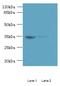 Ret Finger Protein Like 3 antibody, MBS1492003, MyBioSource, Western Blot image 