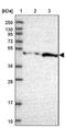 Fibrosin antibody, NBP1-83917, Novus Biologicals, Western Blot image 