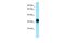 Glycoprotein M6A antibody, PA5-70668, Invitrogen Antibodies, Western Blot image 