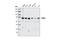 Poly(A)-Specific Ribonuclease antibody, 3894S, Cell Signaling Technology, Western Blot image 