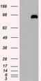 Ubiquitin Specific Peptidase 13 antibody, LS-C114447, Lifespan Biosciences, Western Blot image 