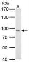 Cytochrome P450 Oxidoreductase antibody, NBP1-32364, Novus Biologicals, Western Blot image 