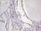 NK2 Homeobox 1 antibody, LS-C798034, Lifespan Biosciences, Immunohistochemistry frozen image 