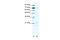 Basic Transcription Factor 3 antibody, 28-770, ProSci, Western Blot image 