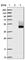 CD1b Molecule antibody, HPA021824, Atlas Antibodies, Western Blot image 