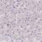 Protein S100-A7-like 2 antibody, NBP2-34086, Novus Biologicals, Immunohistochemistry frozen image 