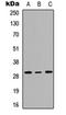 Ribosomal Protein L7 antibody, orb304564, Biorbyt, Western Blot image 