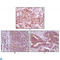 Eukaryotic Translation Initiation Factor 4E Binding Protein 1 antibody, LS-C812385, Lifespan Biosciences, Western Blot image 