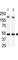 Sphingosine kinase 1 antibody, abx033251, Abbexa, Western Blot image 