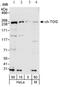 Cytoskeleton Associated Protein 5 antibody, ab86073, Abcam, Western Blot image 