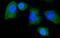 NEDD4 E3 Ubiquitin Protein Ligase antibody, A00984-3, Boster Biological Technology, Immunofluorescence image 