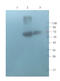 Phosphate Regulating Endopeptidase Homolog X-Linked antibody, orb158144, Biorbyt, Western Blot image 