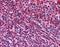 CD5 Molecule Like antibody, orb86853, Biorbyt, Immunohistochemistry paraffin image 