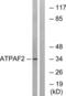 ATP Synthase Mitochondrial F1 Complex Assembly Factor 2 antibody, LS-C119755, Lifespan Biosciences, Western Blot image 