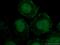 GATA Binding Protein 3 antibody, 66400-1-Ig, Proteintech Group, Immunofluorescence image 