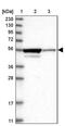 Zinc Finger Protein 614 antibody, PA5-54348, Invitrogen Antibodies, Western Blot image 