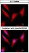 Vitamin K-dependent protein C antibody, GTX105844, GeneTex, Immunocytochemistry image 