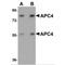 Anaphase Promoting Complex Subunit 4 antibody, MBS150295, MyBioSource, Western Blot image 