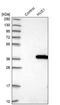 HUS1 Checkpoint Clamp Component antibody, NBP1-89445, Novus Biologicals, Western Blot image 