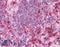 TNF Receptor Associated Factor 6 antibody, LS-B207, Lifespan Biosciences, Immunohistochemistry paraffin image 