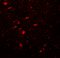 Microtubule Associated Protein 1 Light Chain 3 Beta antibody, 7581, ProSci Inc, Immunofluorescence image 