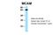 Cell surface glycoprotein MUC18 antibody, ARP63483_P050, Aviva Systems Biology, Western Blot image 