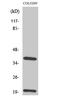 T Cell Receptor Beta Constant 1 antibody, STJ95953, St John