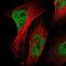 Nucleus Accumbens Associated 1 antibody, NBP1-89991, Novus Biologicals, Immunofluorescence image 