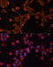 ATP Binding Cassette Subfamily B Member 11 antibody, 15-669, ProSci, Immunofluorescence image 