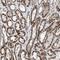 Anaphase Promoting Complex Subunit 11 antibody, NBP1-90140, Novus Biologicals, Immunohistochemistry paraffin image 